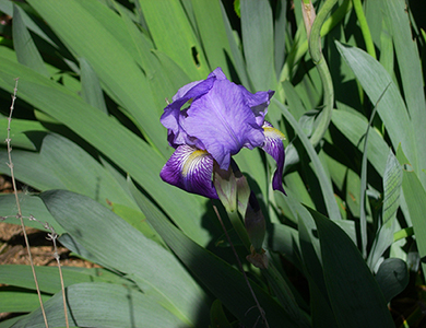 Iris, potager du Château d'Acquigny - Normandie (H.d'Esneval)